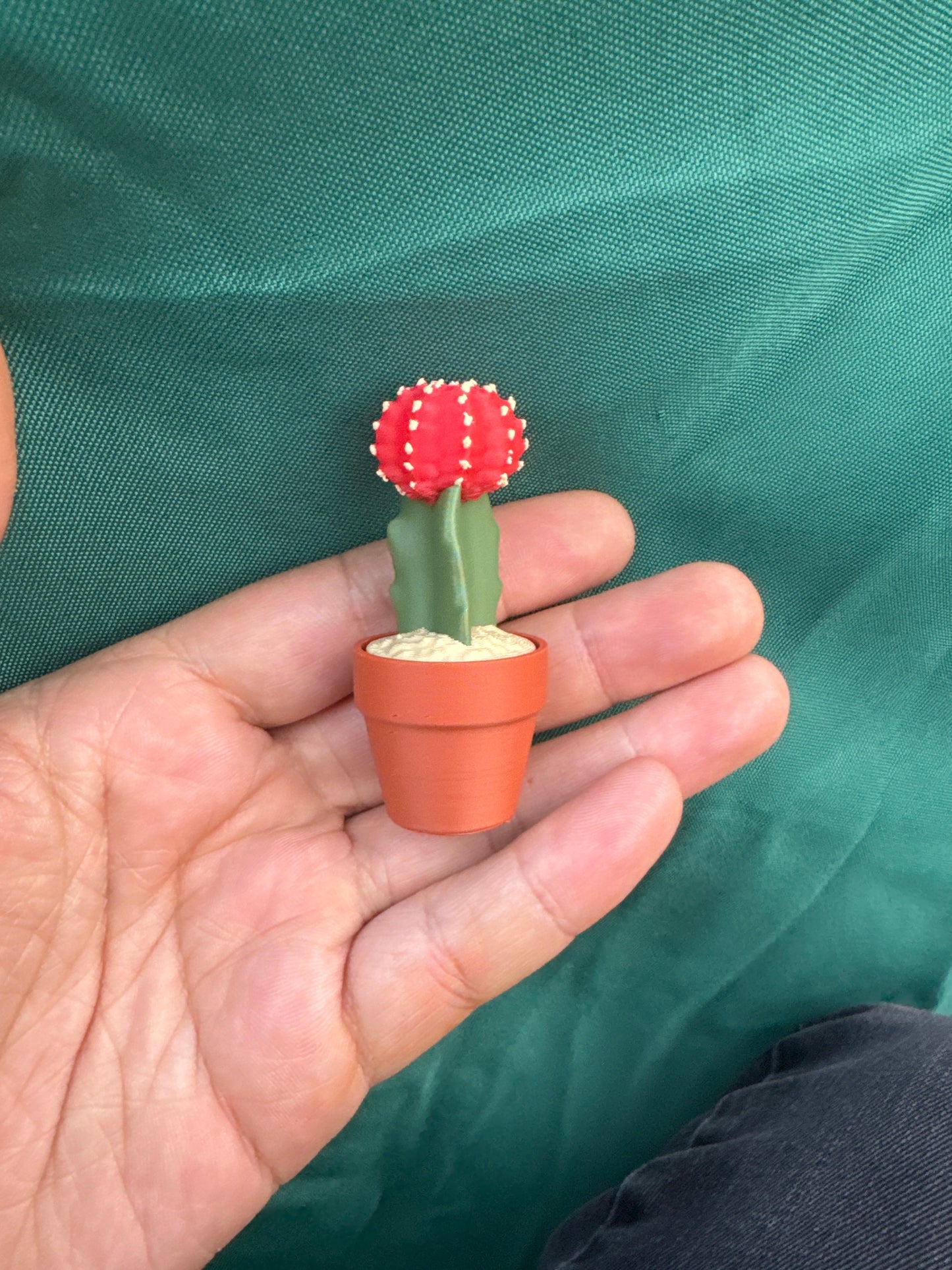 Moon Cactus