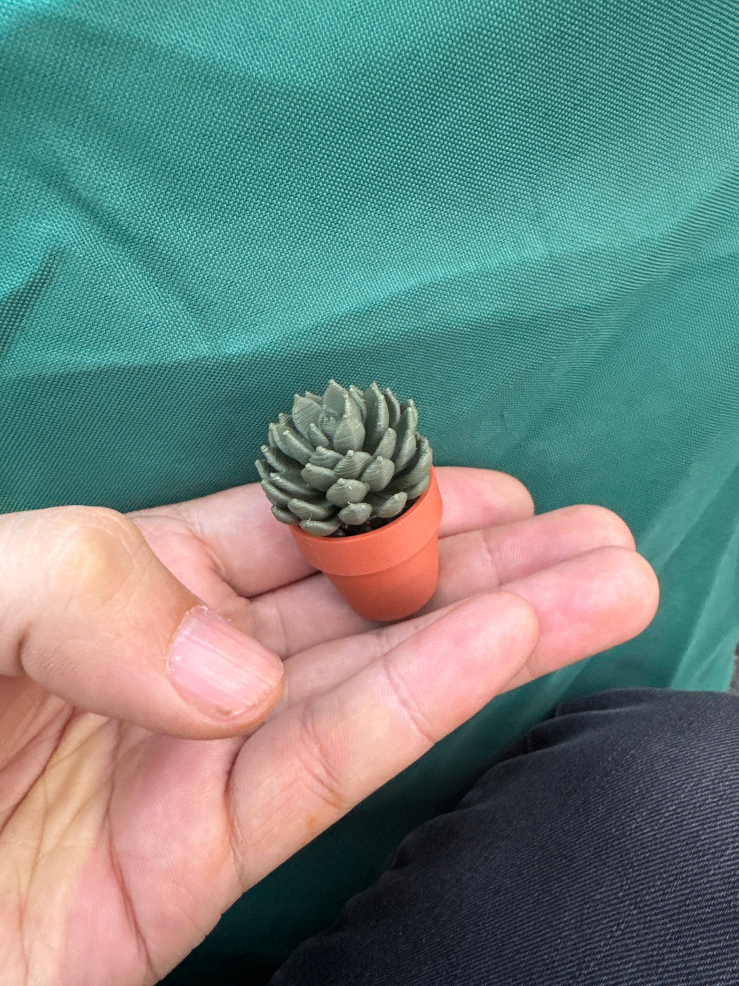 Artichoke Succulent