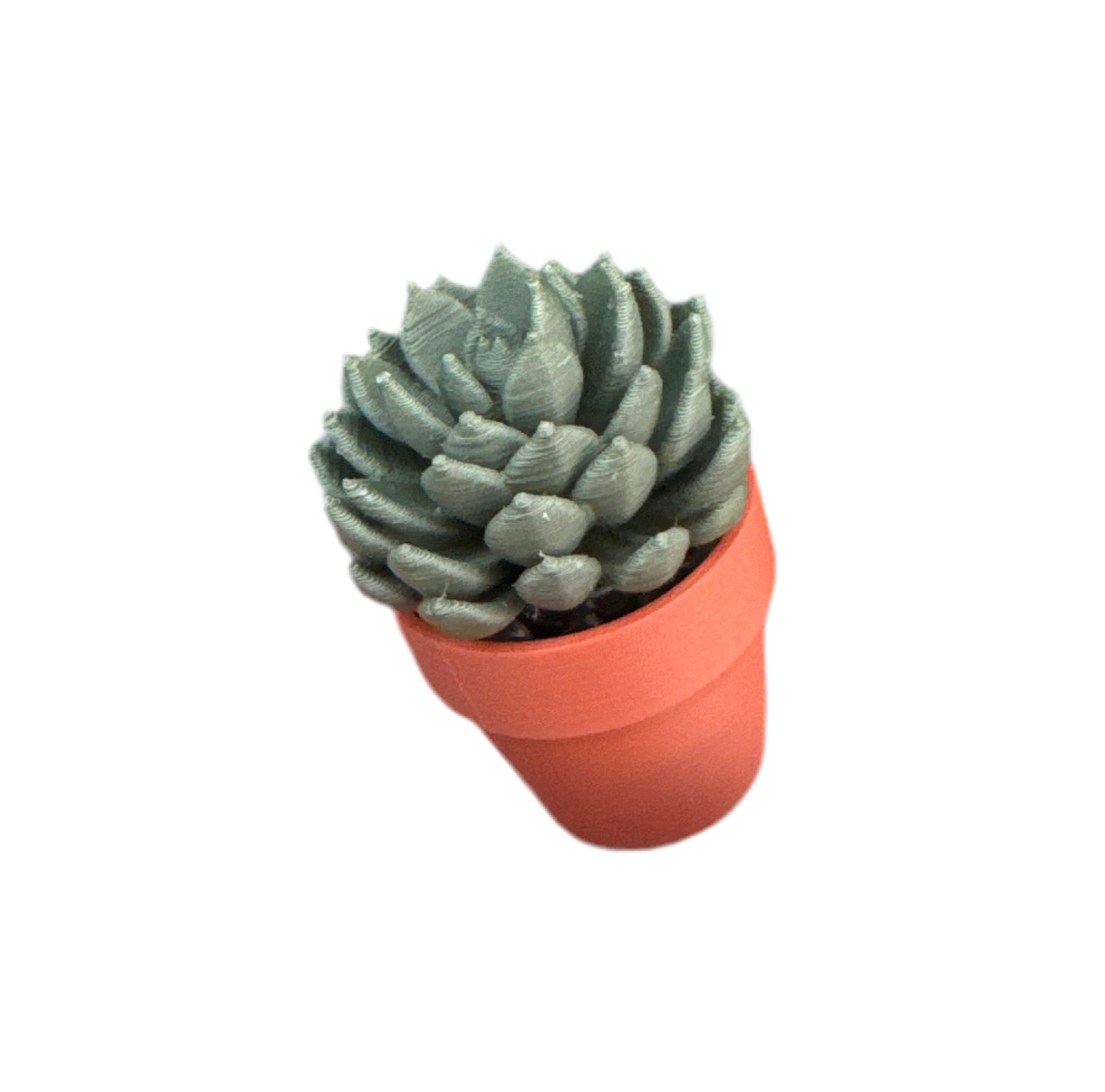 Artichoke Succulent