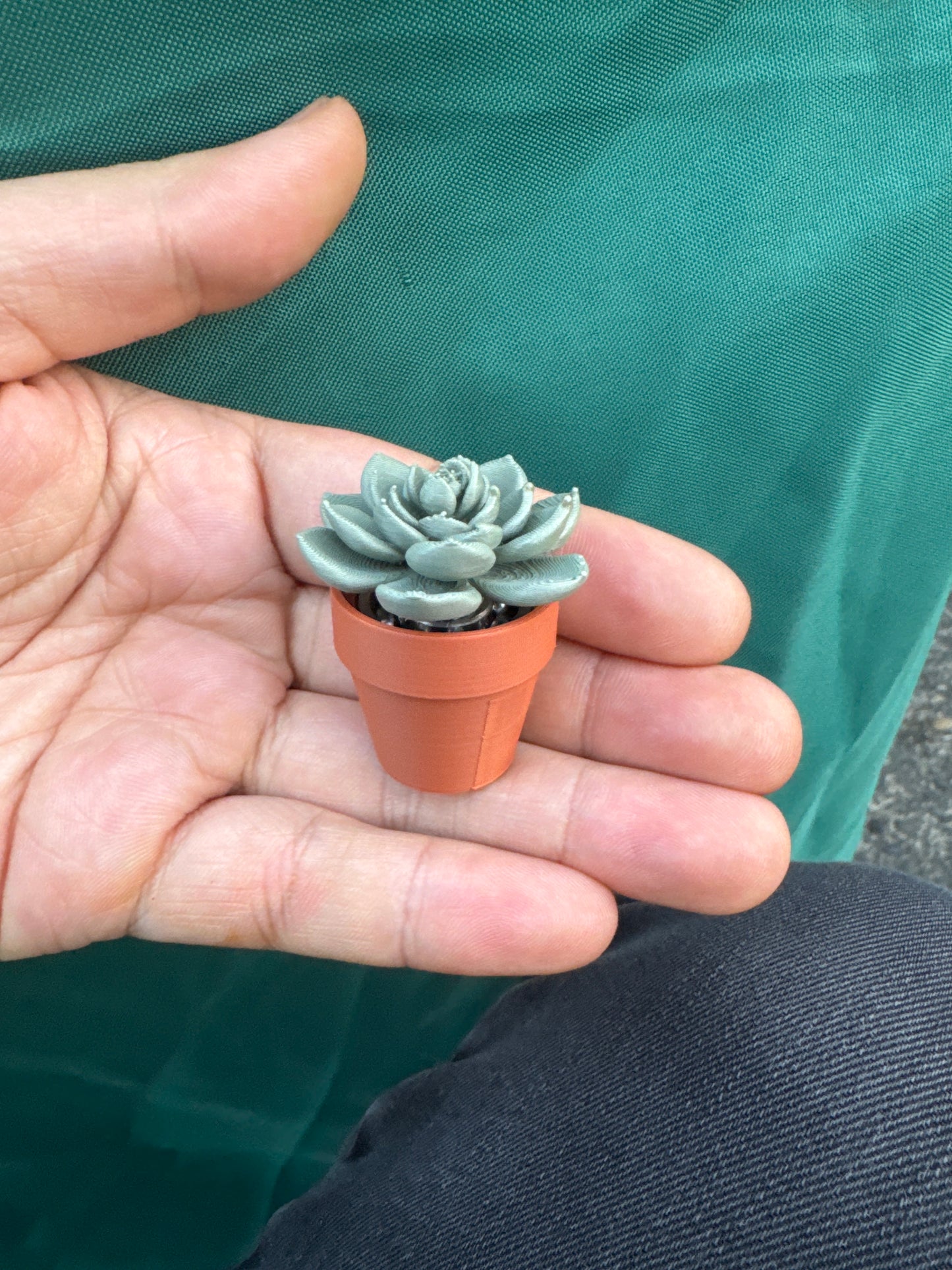 Flower Succulent