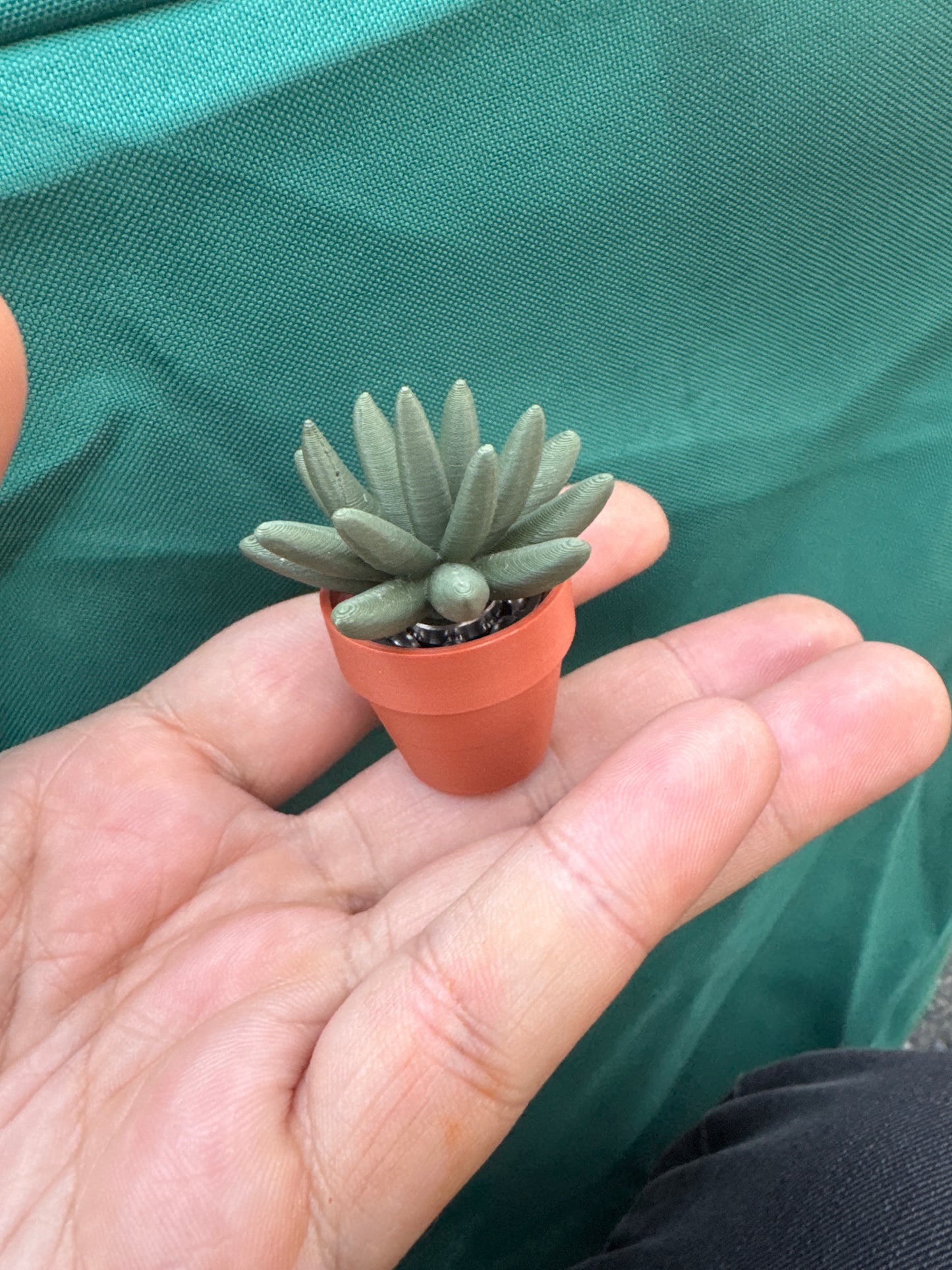 Haworthia Succulent