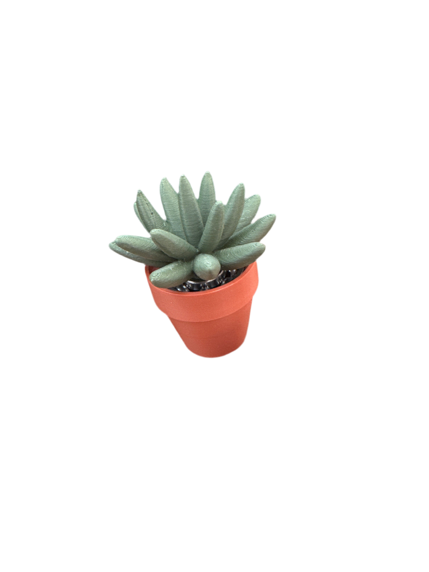 Haworthia Succulent
