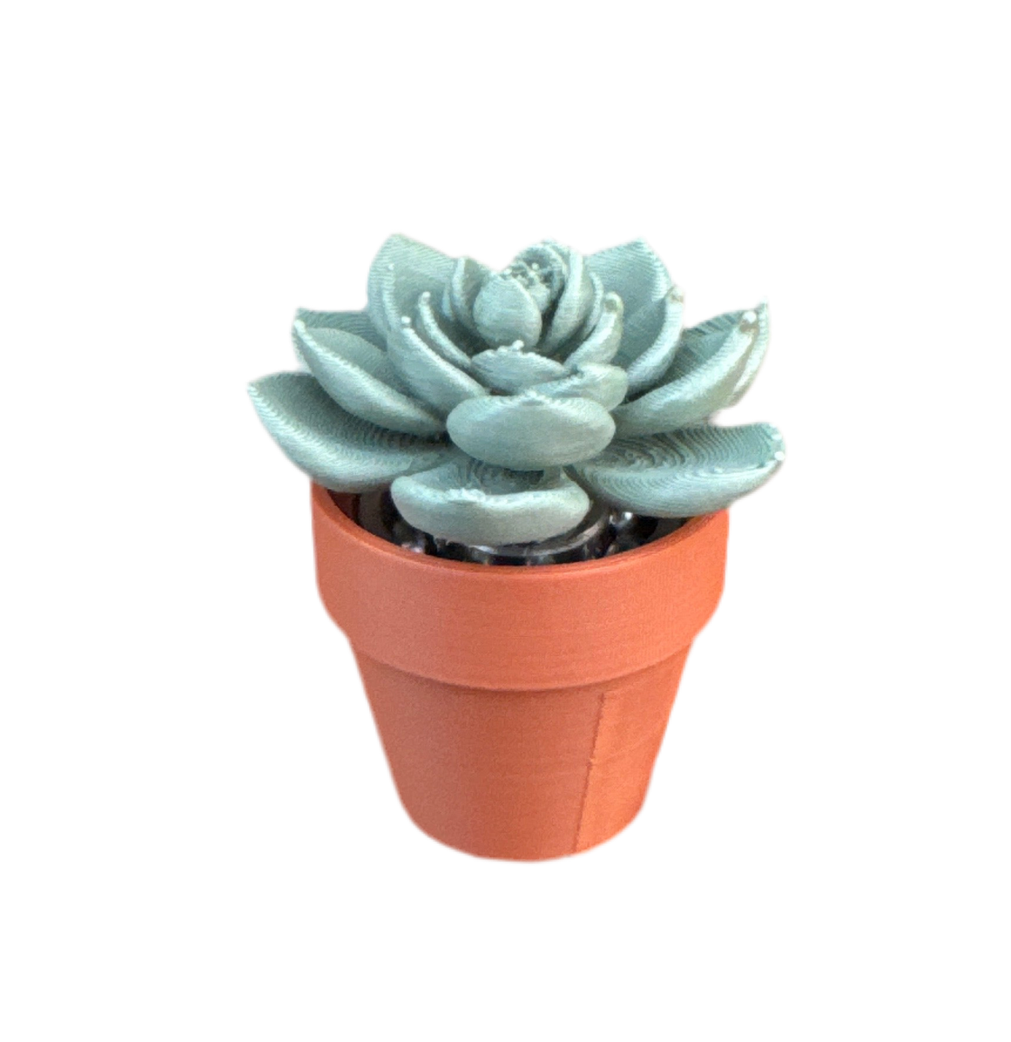 Flower Succulent