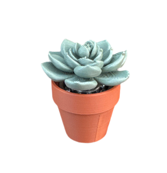Flower Succulent