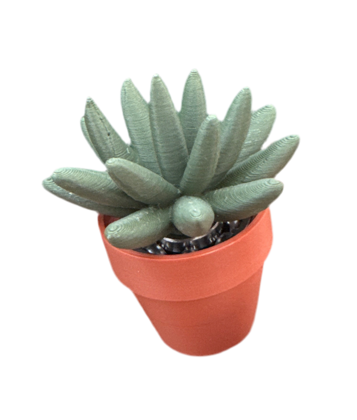 Haworthia Succulent