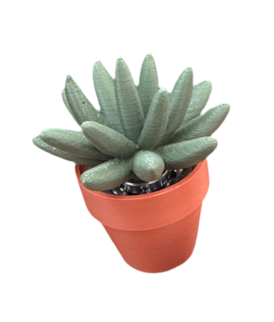 Haworthia Succulent