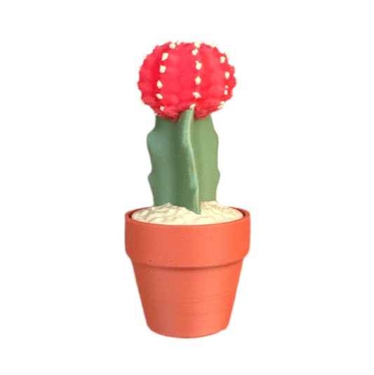 Moon Cactus
