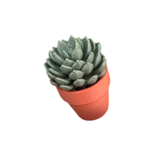 Artichoke Succulent