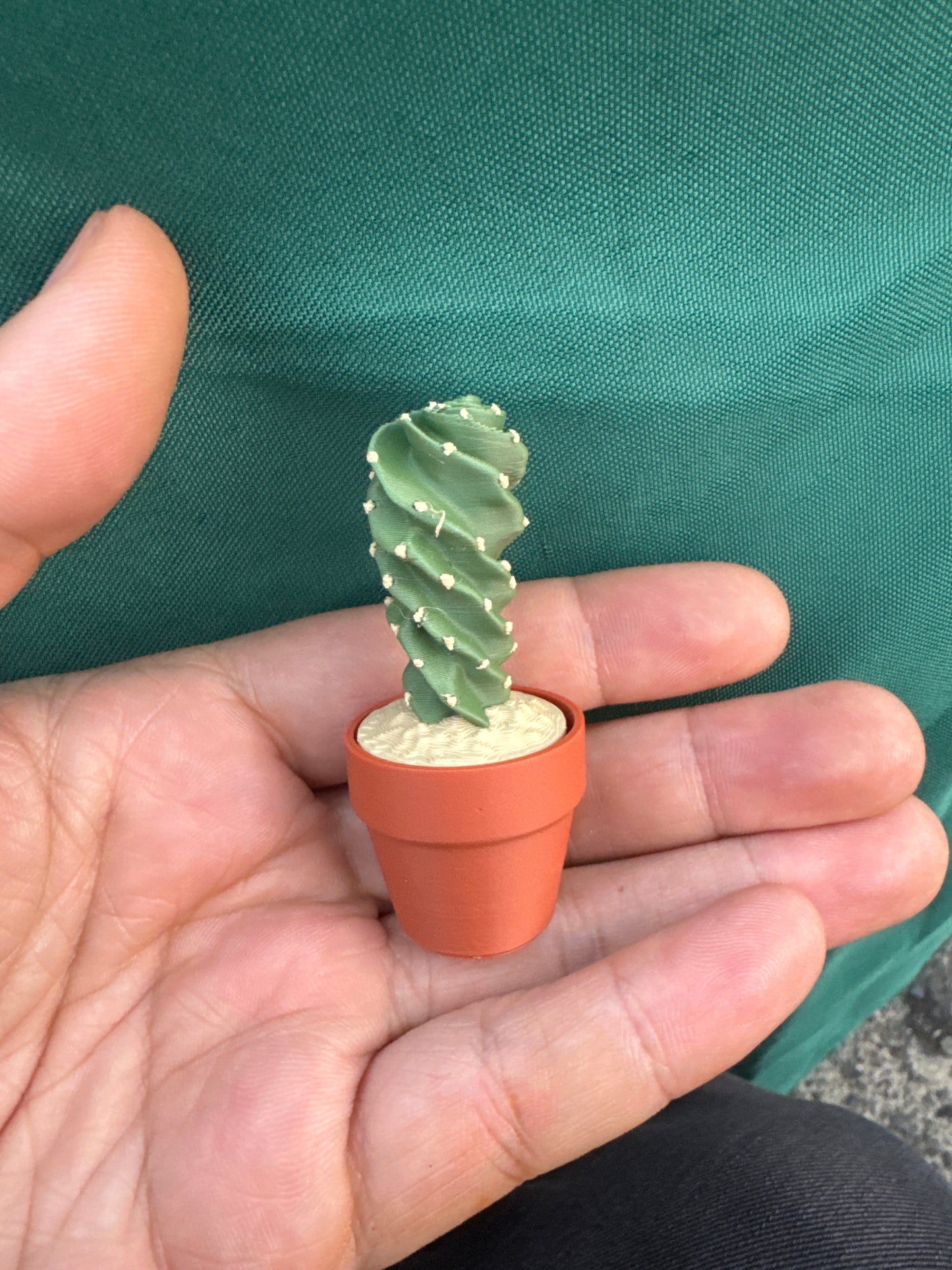 Spiral Cactus